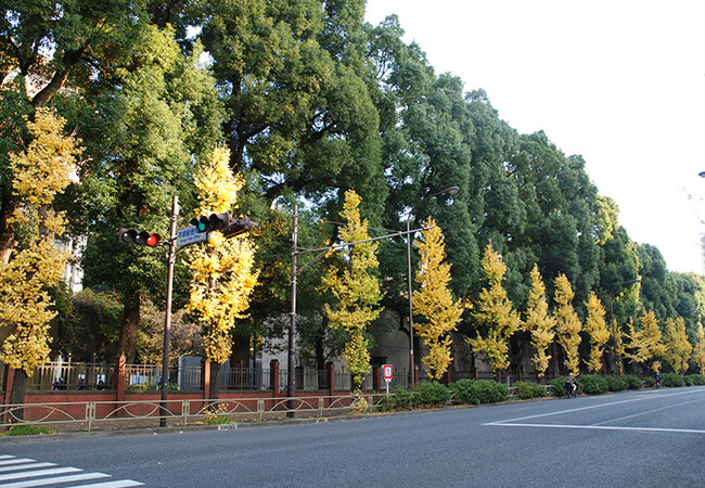 東京大学本郷キャンパス イチョウ並木